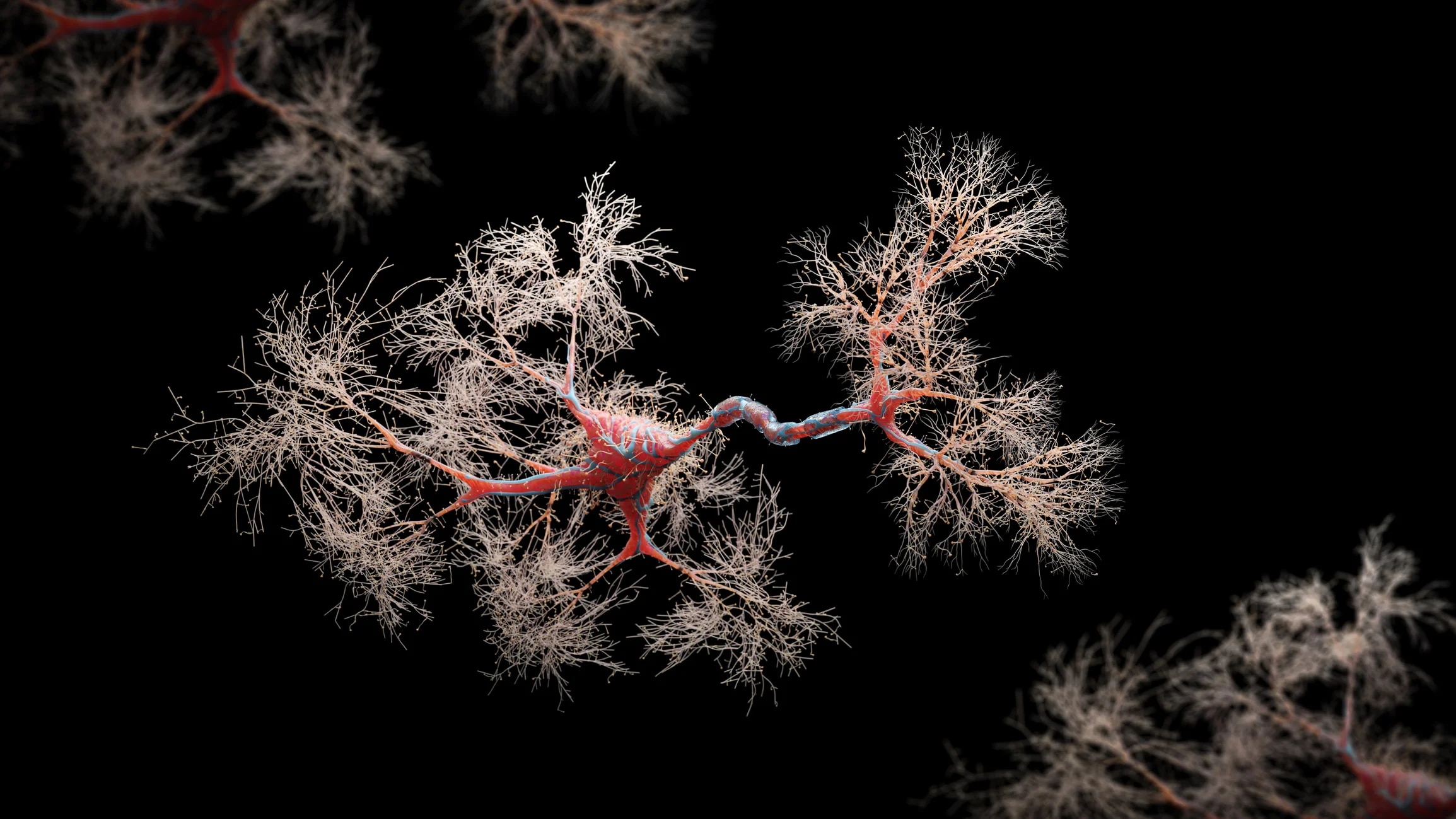 Neuron cell close-up view - 3d rendered image of Neuron cell on black background. SEM view  interconnected neurons synapses. Abstract structure conceptual medical image.  Synapse.  Healthcare concept.