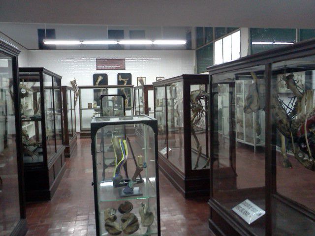 Museo de Anatomía Veterinaria "Profesor Dr. Luis Van de Pas" (Foto: Télam S.E.)