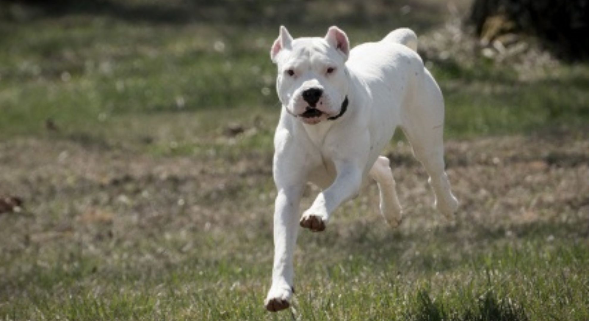 La sordera congénita aparece más frecuentemente en perros blancos como el dogo argentino, el bull terrier y el dálmata (Télam)