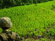 Unodc anuncia ajustes en medición de drogas en Colombia
