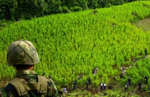 Unodc anuncia ajustes en medición de drogas en Colombia