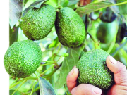 Potencial exportador de Colombia cambia con ventas de productos no tradicionales