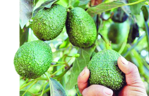 Potencial exportador de Colombia cambia con ventas de productos no tradicionales