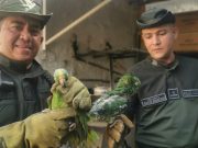 Tráfico de fauna y flora, un flagelo que no da tregua