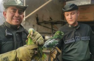 Tráfico de fauna y flora, un flagelo que no da tregua