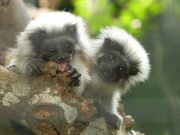 En las entrañas de la reserva del tití cabeciblanco