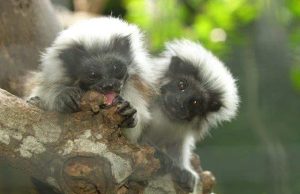 En las entrañas de la reserva del tití cabeciblanco