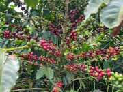Impulso a biodiversidad con la Operación Polinizador