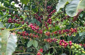 Impulso a biodiversidad con la Operación Polinizador