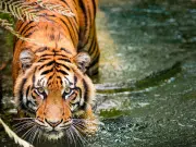 ¿Cómo los animales obtienen sus manchas e imperfecciones? Científicos lograron descifrarlo con un modelo inspirado en la naturaleza