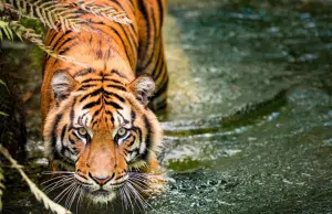 ¿Cómo los animales obtienen sus manchas e imperfecciones? Científicos lograron descifrarlo con un modelo inspirado en la naturaleza
