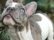 Los perros y gatos pueden padecer cáncer de mama: Todo lo que debe saber sobre esta enfermedad que también afecta a las mascotas