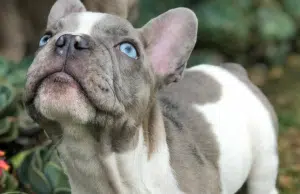 Los perros y gatos pueden padecer cáncer de mama: Todo lo que debe saber sobre esta enfermedad que también afecta a las mascotas