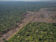Colombia tiene leyes ambientales fuertes pero la deforestación demuestra que no se cumplen, advierten expertos