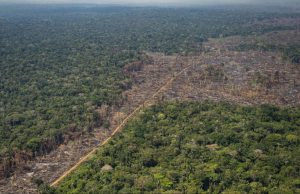 Colombia tiene leyes ambientales fuertes pero la deforestación demuestra que no se cumplen, advierten expertos