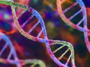 Descubren cambios en el ADN que explican la inflamación crónica de las arterias a partir de los 50 años