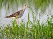 Así se disfruta el espectáculo de las aves migratorias en Antioquia: ojo con ventanas y luces