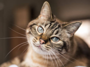Esto dicen los expertos sobre cómo un gato elige a su persona favorita