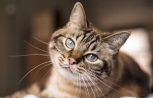 Esto dicen los expertos sobre cómo un gato elige a su persona favorita