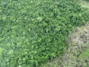 Alertas por deforestación en la Amazonia colombiana cayeron 16 % durante el segundo trimestre de 2025