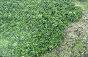 Alertas por deforestación en la Amazonia colombiana cayeron 16 % durante el segundo trimestre de 2025