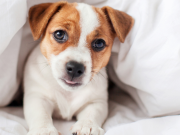 ¿Pueden hablar los perros? Los pasos que está dando la ciencia para averiguarlo