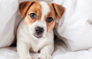 ¿Pueden hablar los perros? Los pasos que está dando la ciencia para averiguarlo