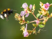Casi el 90 % del planeta carece de datos suficientes sobre biodiversidad, advierte el Instituto Humboldt
