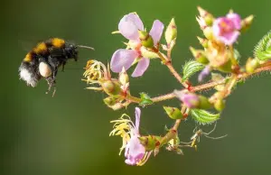 Casi el 90 % del planeta carece de datos suficientes sobre biodiversidad, advierte el Instituto Humboldt