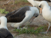 Las claves de la crisis climática mundial y cómo contenerla estarían en las aves marinas, según la ciencia