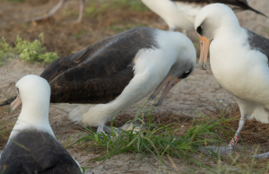 Las claves de la crisis climática mundial y cómo contenerla estarían en las aves marinas, según la ciencia