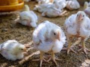Ajo, cúrcuma y canela: el remedio natural que podría transformar los galpones avícolas en Colombia