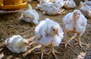 Ajo, cúrcuma y canela: el remedio natural que podría transformar los galpones avícolas en Colombia