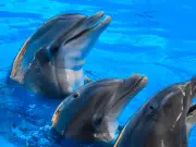 Científicos de Florida detectan daños cerebrales similares al Alzheimer en delfines