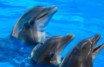 Científicos de Florida detectan daños cerebrales similares al Alzheimer en delfines