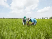 De desecho a recurso: la empresa que convierte la orina en fertilizante para la agricultura del futuro