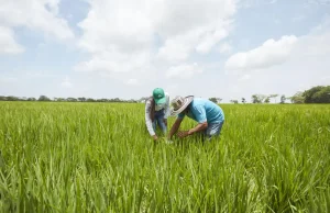 De desecho a recurso: la empresa que convierte la orina en fertilizante para la agricultura del futuro
