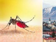 En uno de los únicos lugares del mundo donde no existían zancudos acaban de encontrar tres mosquitos