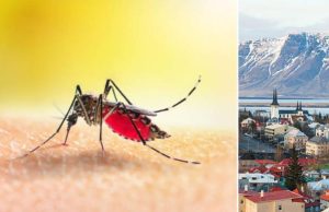 En uno de los únicos lugares del mundo donde no existían zancudos acaban de encontrar tres mosquitos