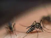 Descubren por primera vez en la historia mosquitos en Islandia, considerado hasta ahora uno de los pocos países del mundo carentes de estos insectos