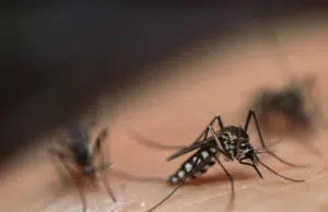 Descubren por primera vez en la historia mosquitos en Islandia, considerado hasta ahora uno de los pocos países del mundo carentes de estos insectos