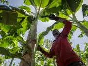 La FAO celebra 80 años con un llamado global a trabajar ‘mano de la mano’ por un futuro sin hambre
