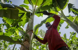 La FAO celebra 80 años con un llamado global a trabajar ‘mano de la mano’ por un futuro sin hambre