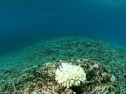 Los arrecifes de coral se extinguirán si no se revierte calentamiento global, dice informe