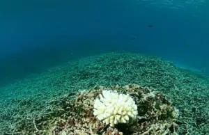 Los arrecifes de coral se extinguirán si no se revierte calentamiento global, dice informe