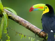 Costa Rica, un destino que conquista a los colombianos con experiencias de bienestar y naturaleza en regiones como la Península de Nicoya