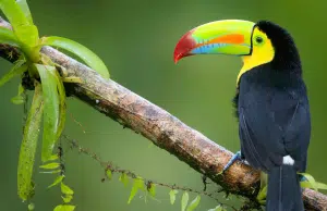 Costa Rica, un destino que conquista a los colombianos con experiencias de bienestar y naturaleza en regiones como la Península de Nicoya