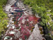 Todo lo que debe saber para visitar Caño Cristales, la joya de La Macarena (Meta) durante 2025: este es el destino natural que enamora a extranjeros