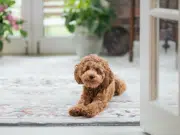 Cruces de perros: la nueva moda en Colombia que preocupa a los veterinarios, ¿qué hay detrás de esta tendencia?