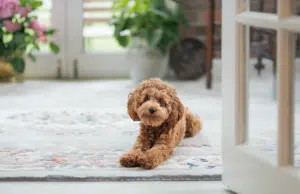 Cruces de perros: la nueva moda en Colombia que preocupa a los veterinarios, ¿qué hay detrás de esta tendencia?